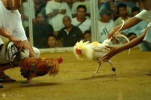 Chăm Sóc Sức Khỏe Gà Asil Đặc Biệt